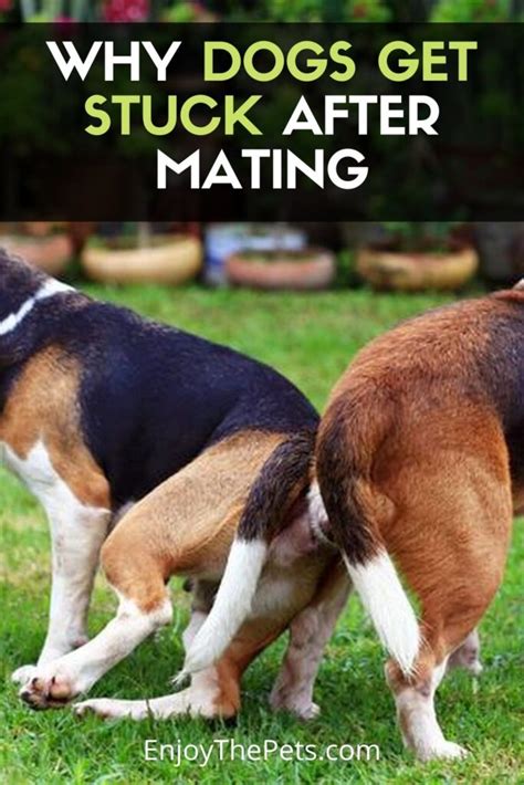 dog intercourse|Why Dogs Get Stuck After Mating